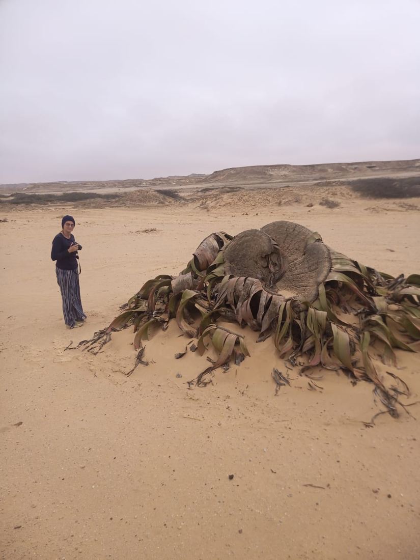 Surely the biggest welwitchia I ever saw